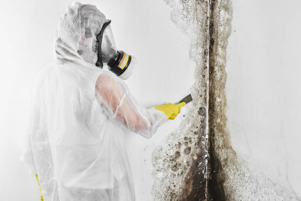 Best Residential Mold Remediation in Southworth, WA